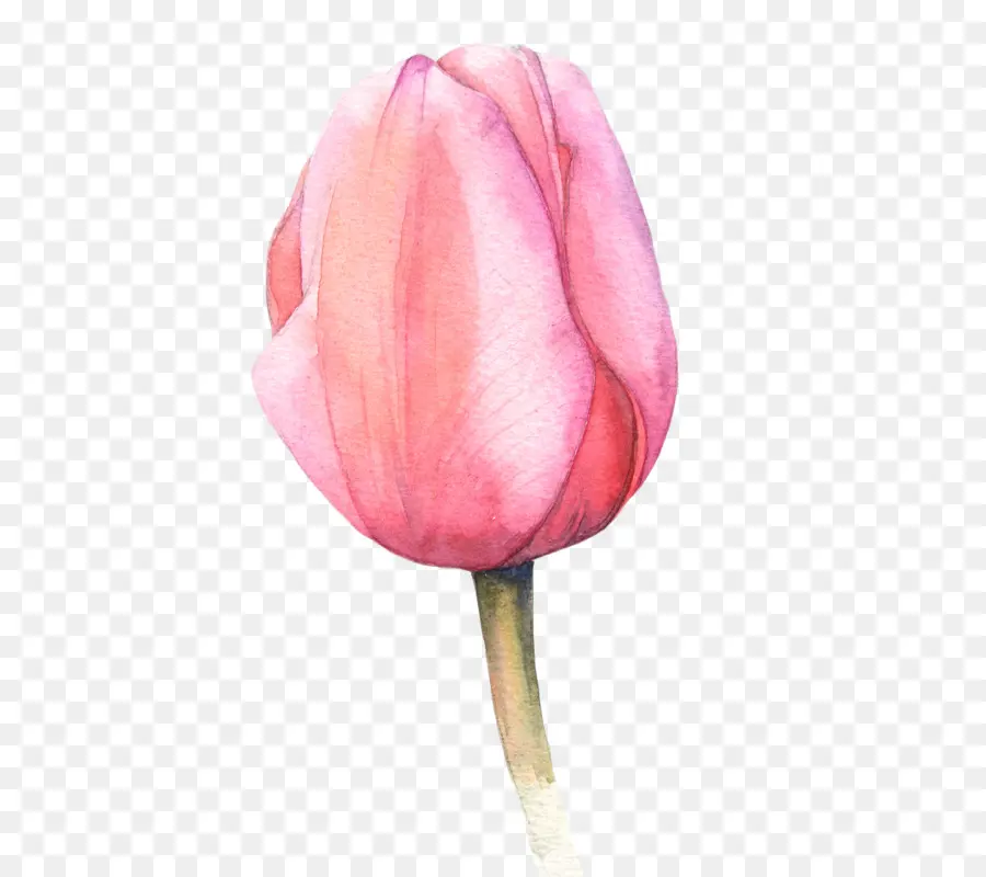 Aquarelle Fleurs，Peinture à L Aquarelle PNG