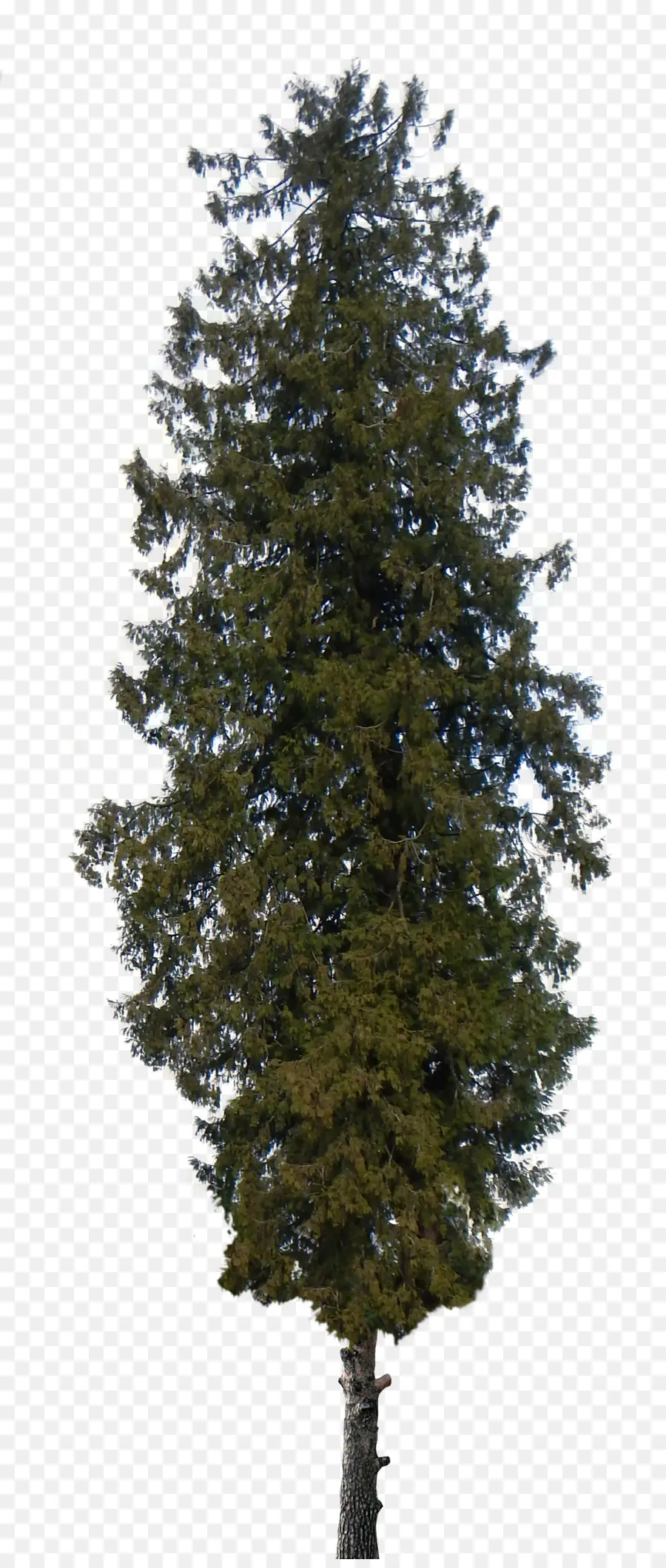 Pin，Arbre PNG