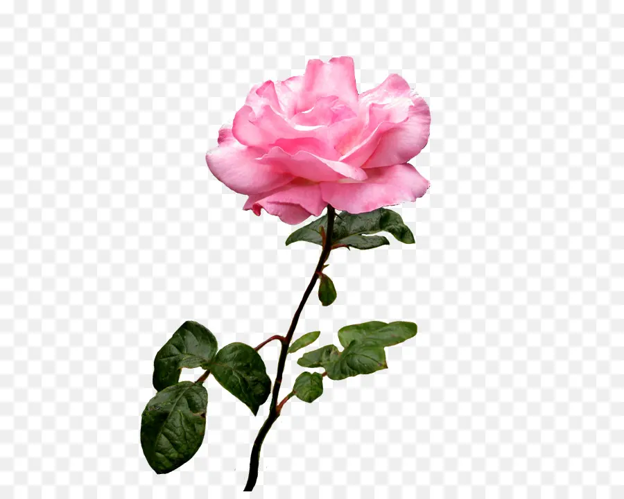 Rose Rose，Fleur PNG