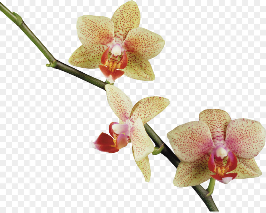 Orchidée Rouge，Usine PNG