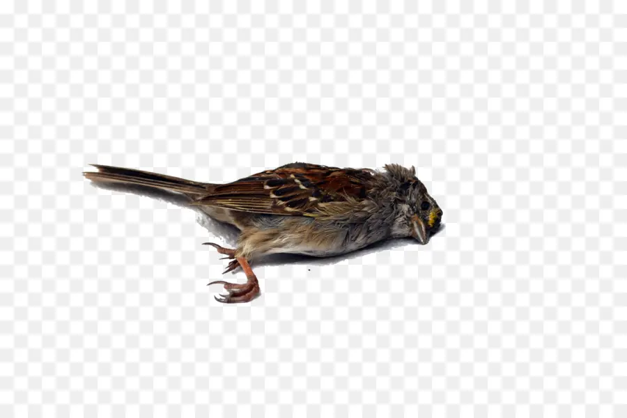 Oiseau Mort，Plumes PNG