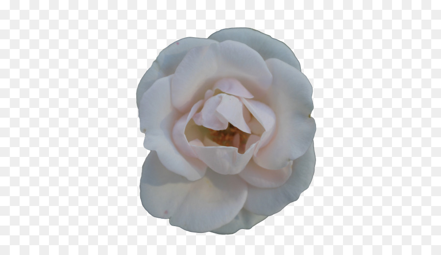Roses Centifolia，Fleur PNG