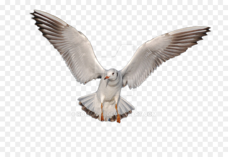 Mouette Volante，Vol PNG