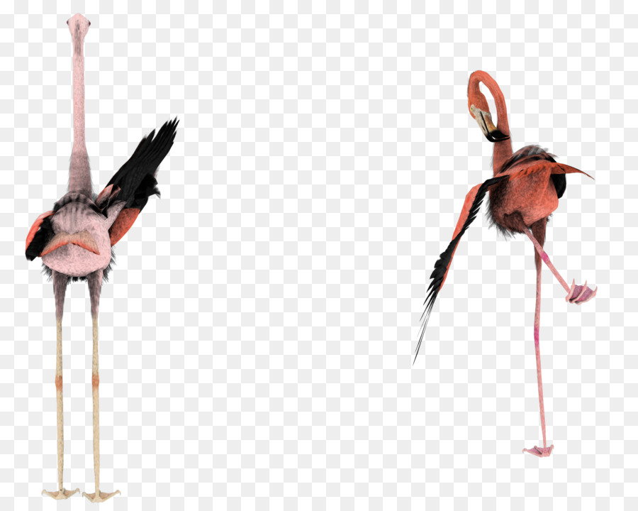 Flamants Roses，Rose PNG