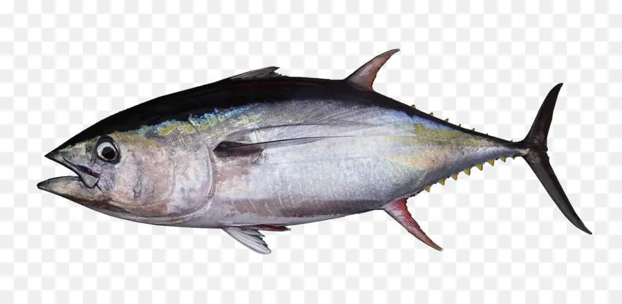 Albacore，Thon Bigeye PNG