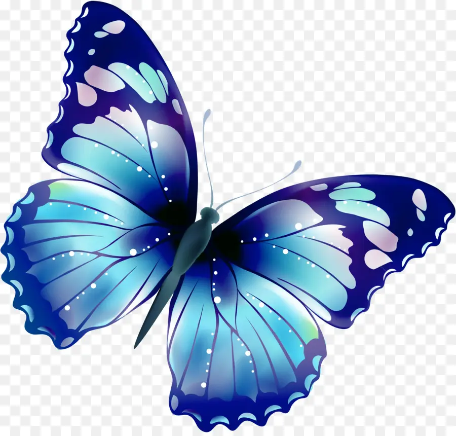 Papillon，Blog PNG