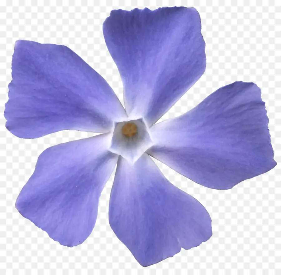 Fleur，Violet PNG