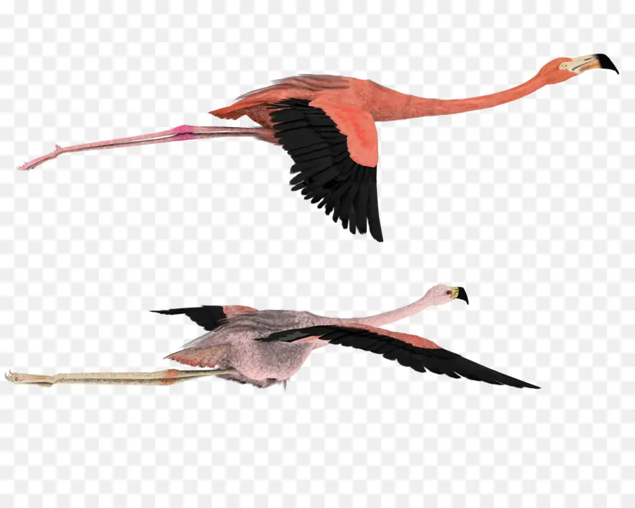 Flamants Roses，Rose PNG