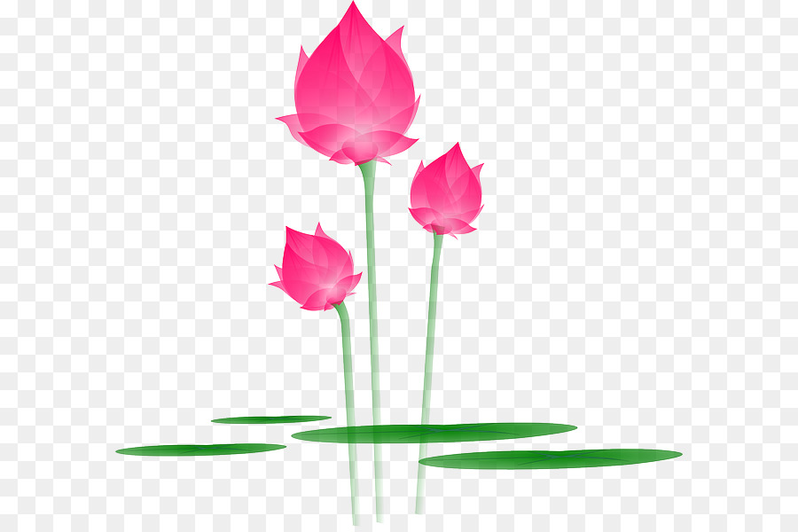 Fleurs De Lotus，Floraison PNG