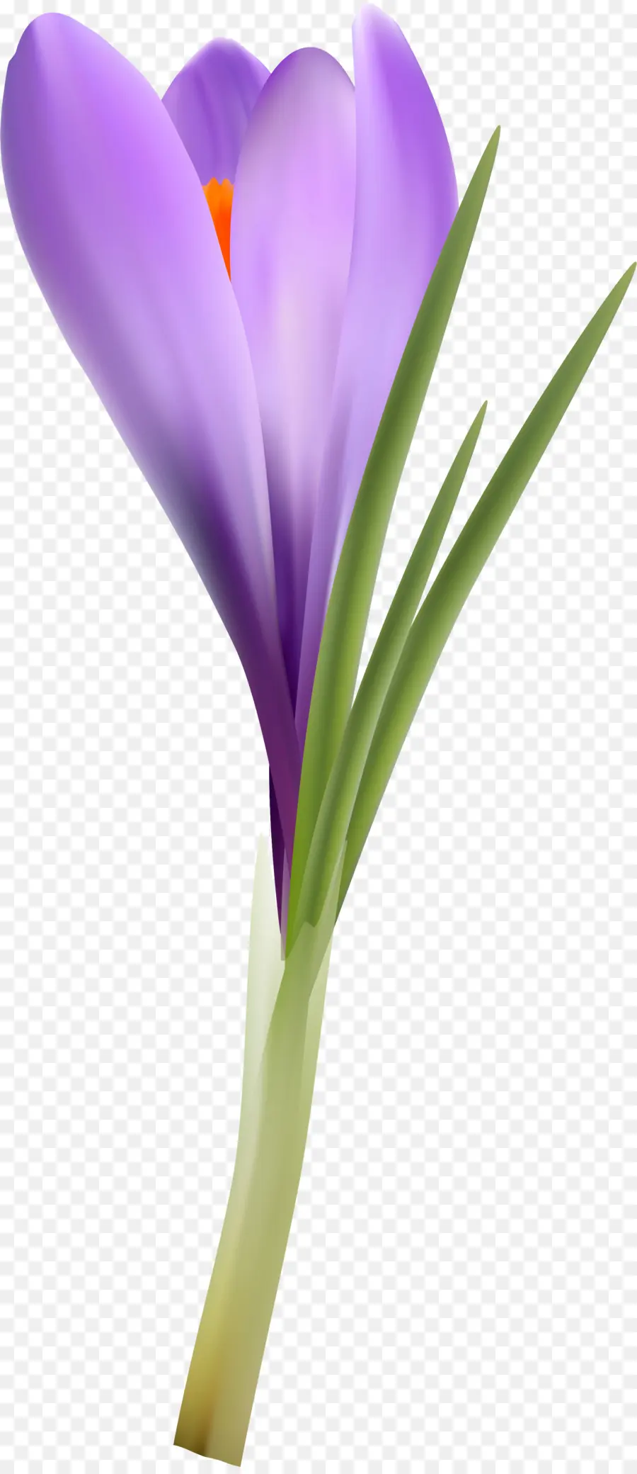 Fleur De Crocus，Violet PNG