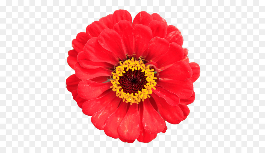 Fleur Rouge，Fleur PNG