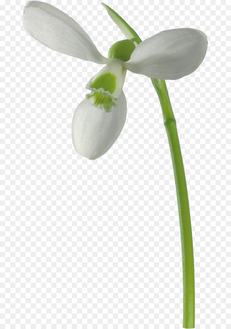 Perce Neige Blanc，Pétales PNG