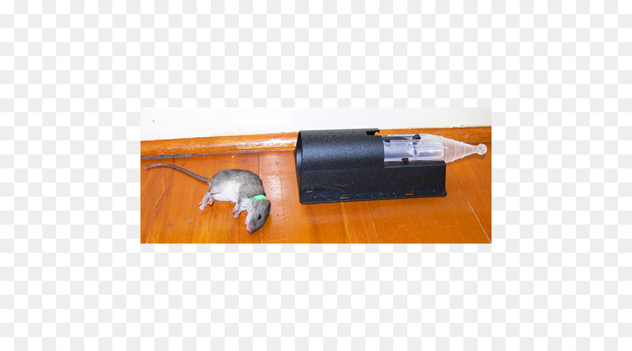 Souris，Rat PNG