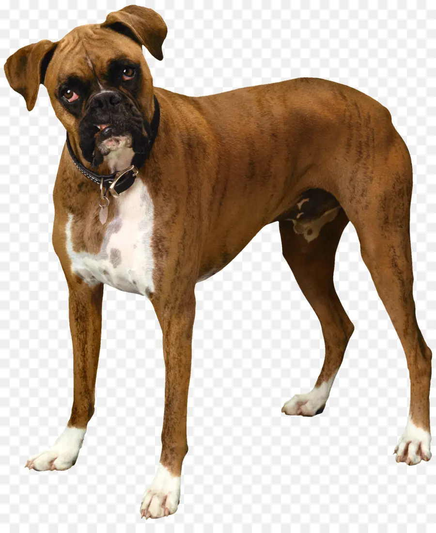 Chien，Animal De Compagnie PNG