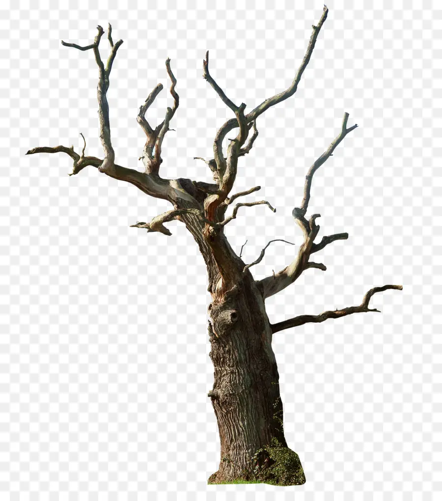 Arbre Mort，Nature PNG