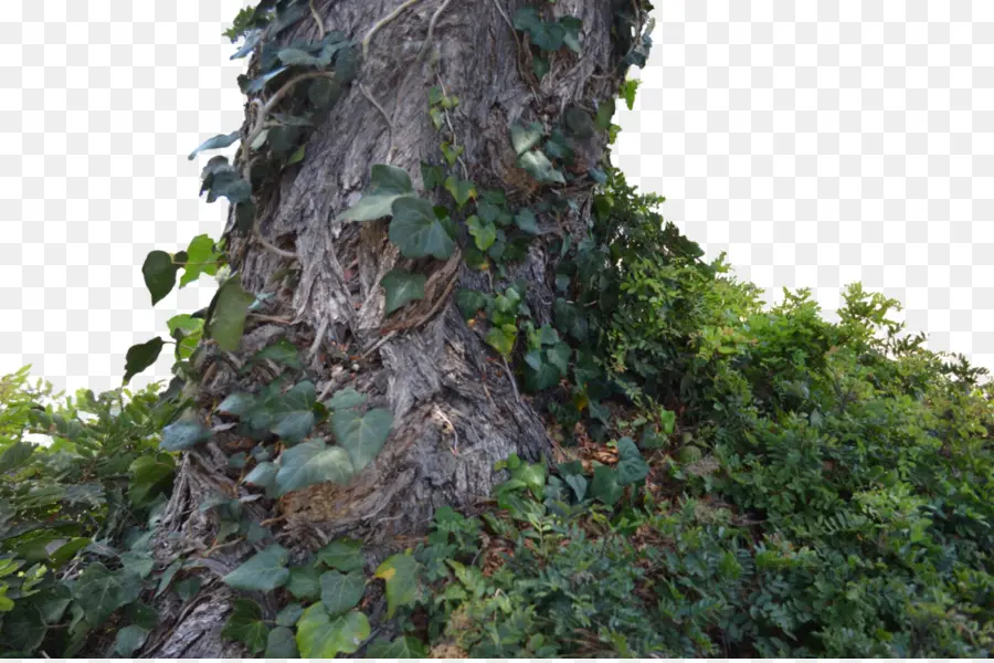 Tronc D'arbre Avec Du Lierre，Aboyer PNG