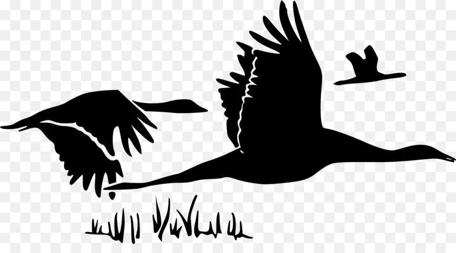 Silhouette D'oiseaux Volants，Oies PNG