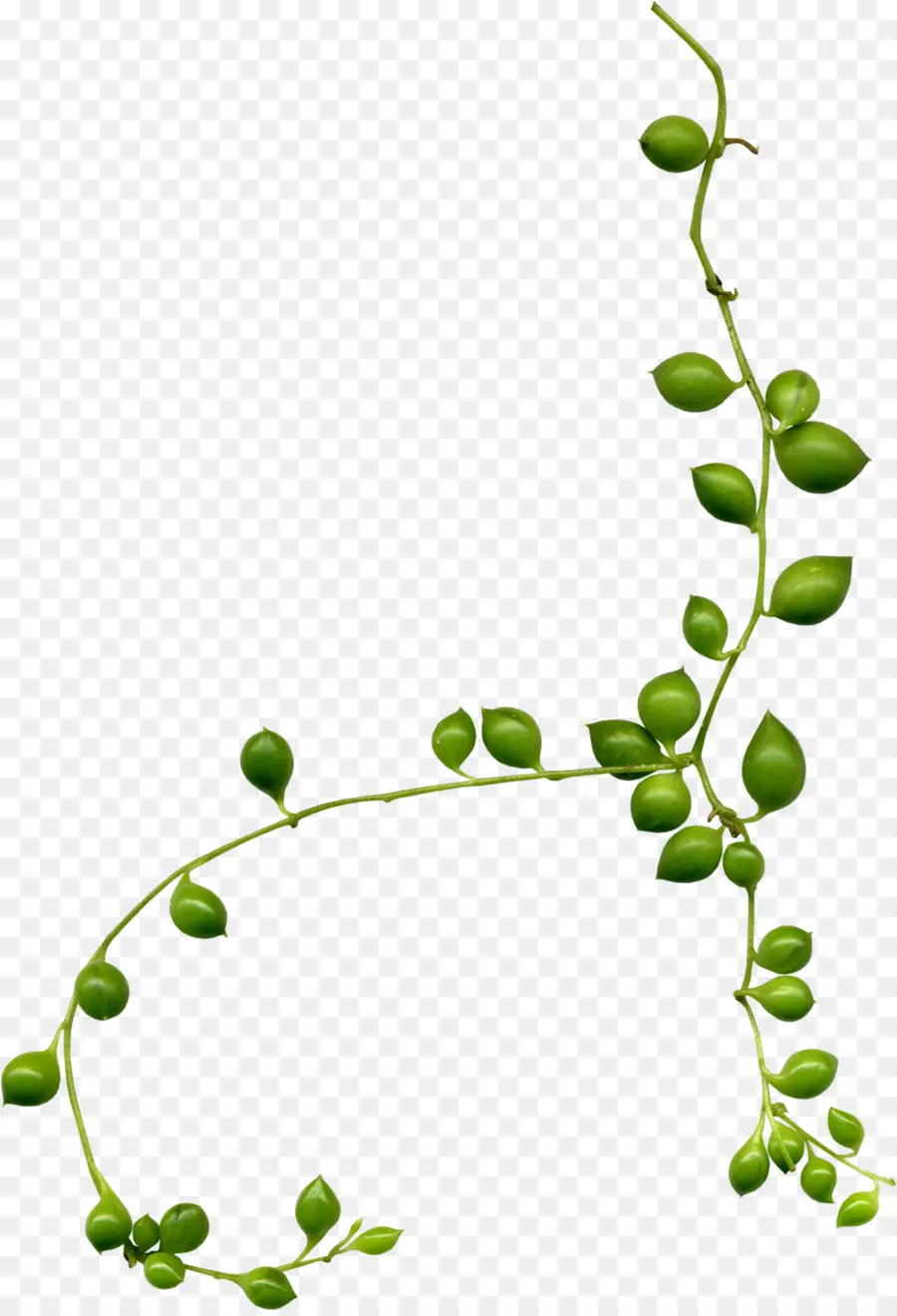 Vigne，Feuilles PNG