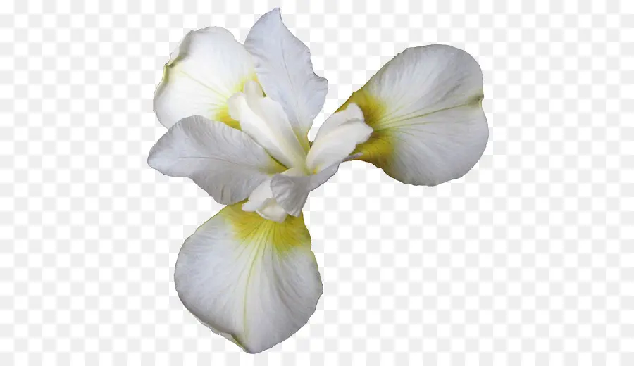 Iris Blanc，Pétale PNG