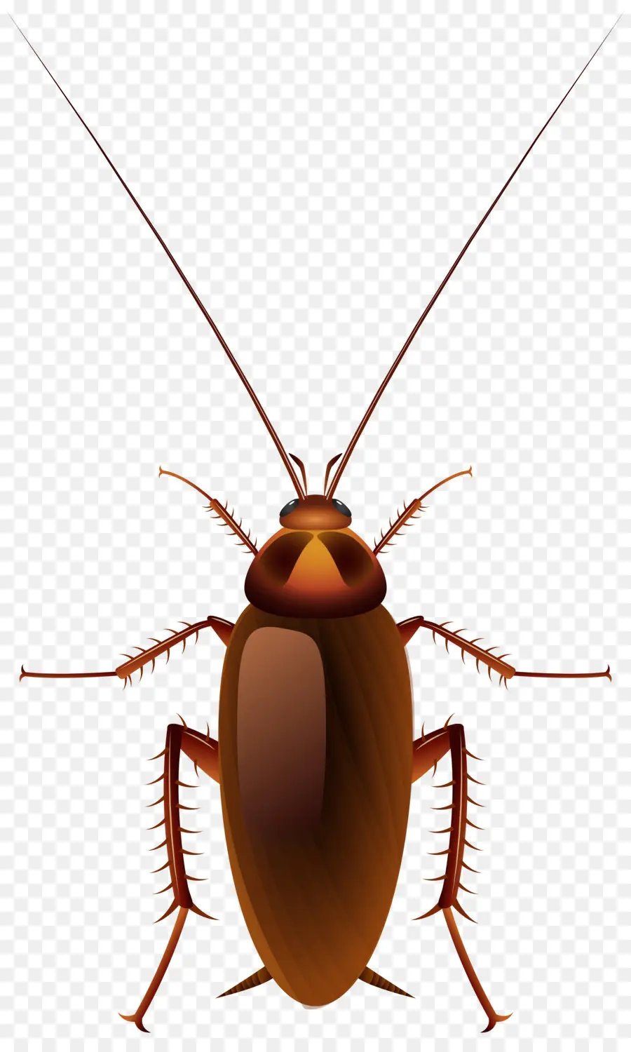 Cafard，Insecte PNG