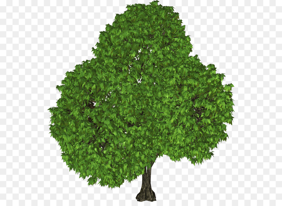 Arbre Vert，Usine PNG