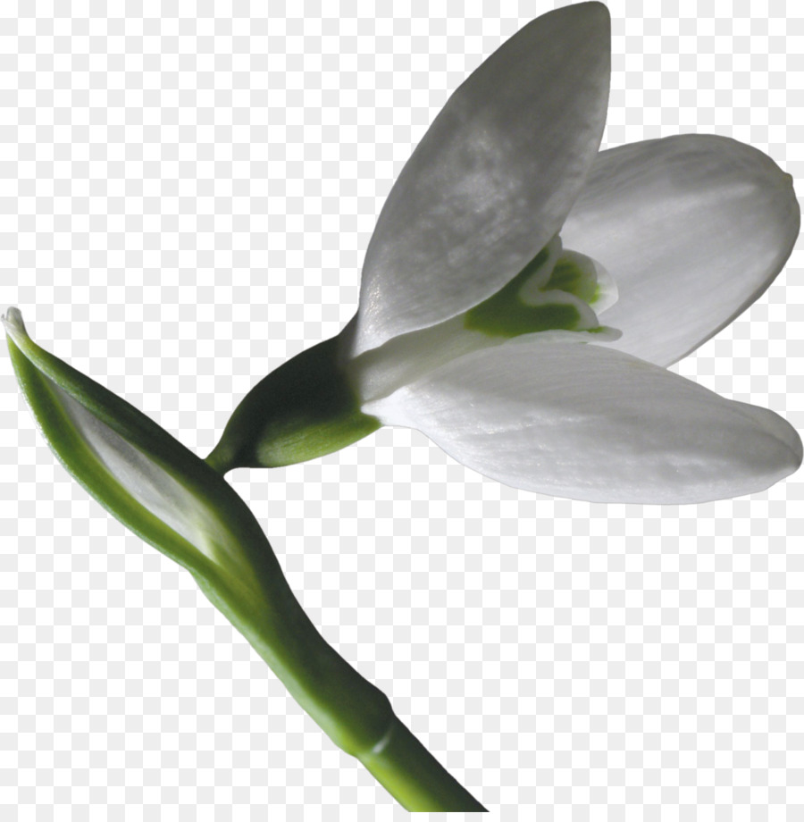 Fleur De Perce Neige，Usine PNG