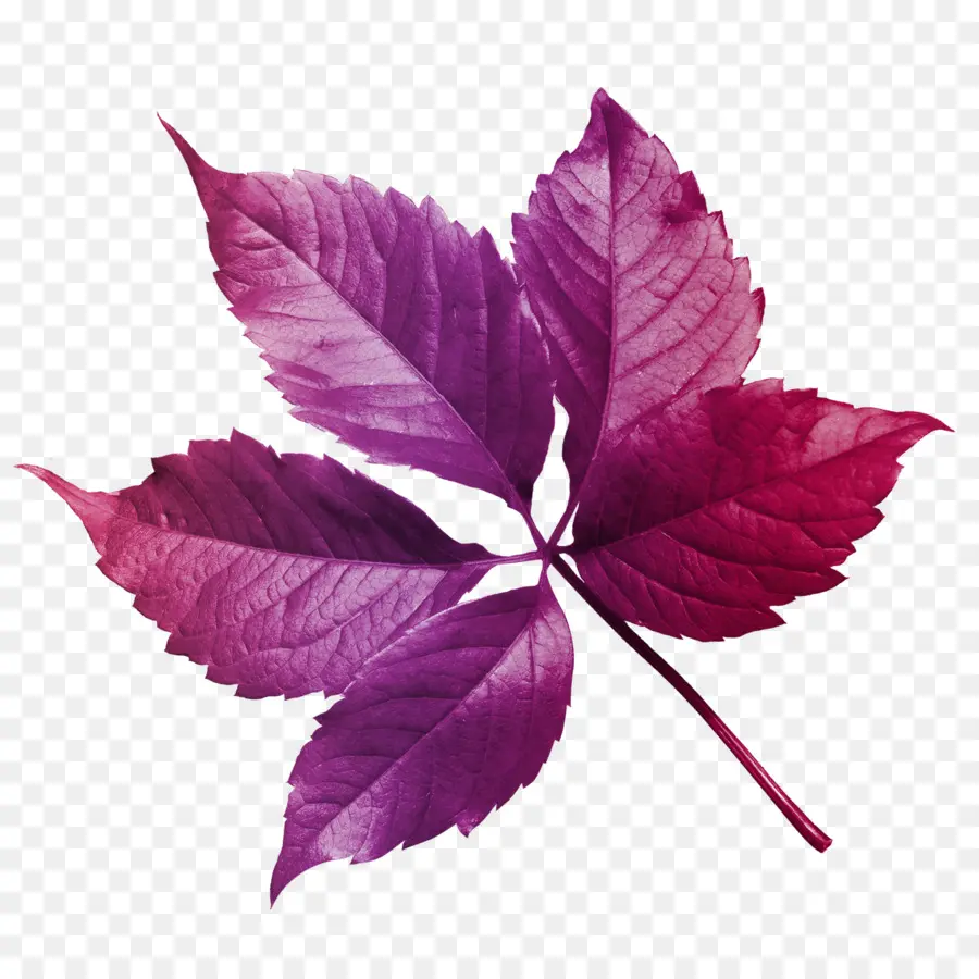 Feuille，Fleur PNG