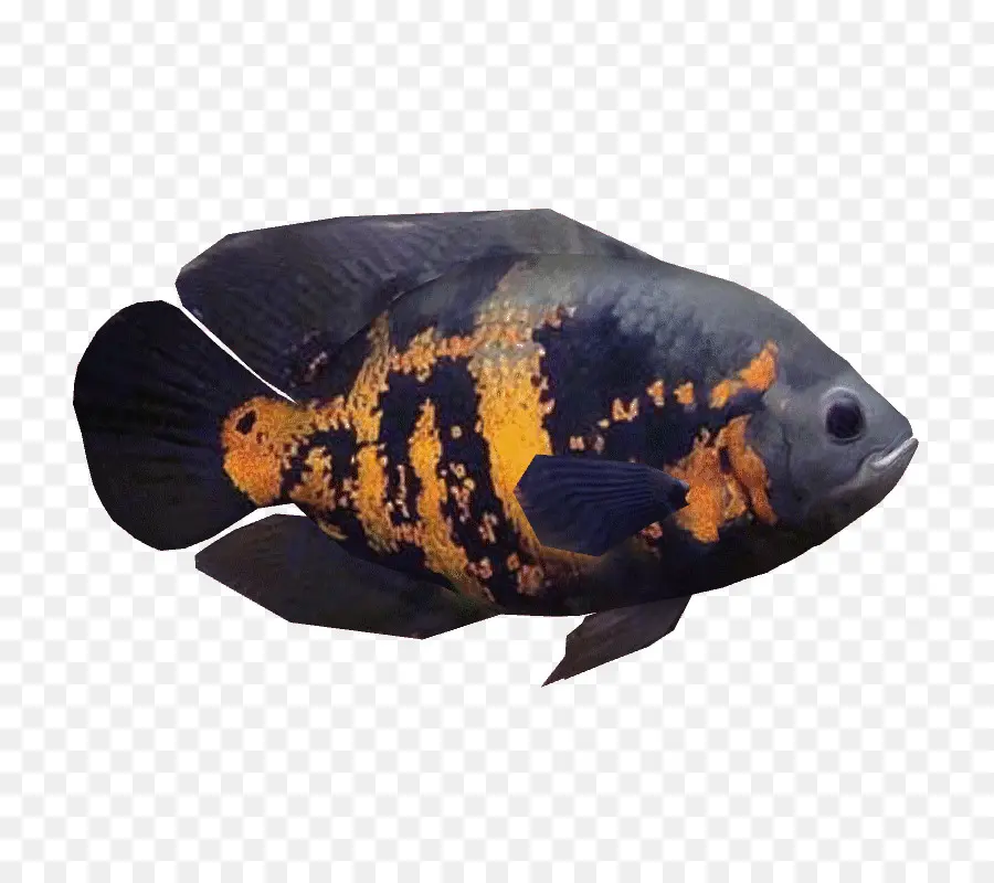 Poisson，Aquatique PNG