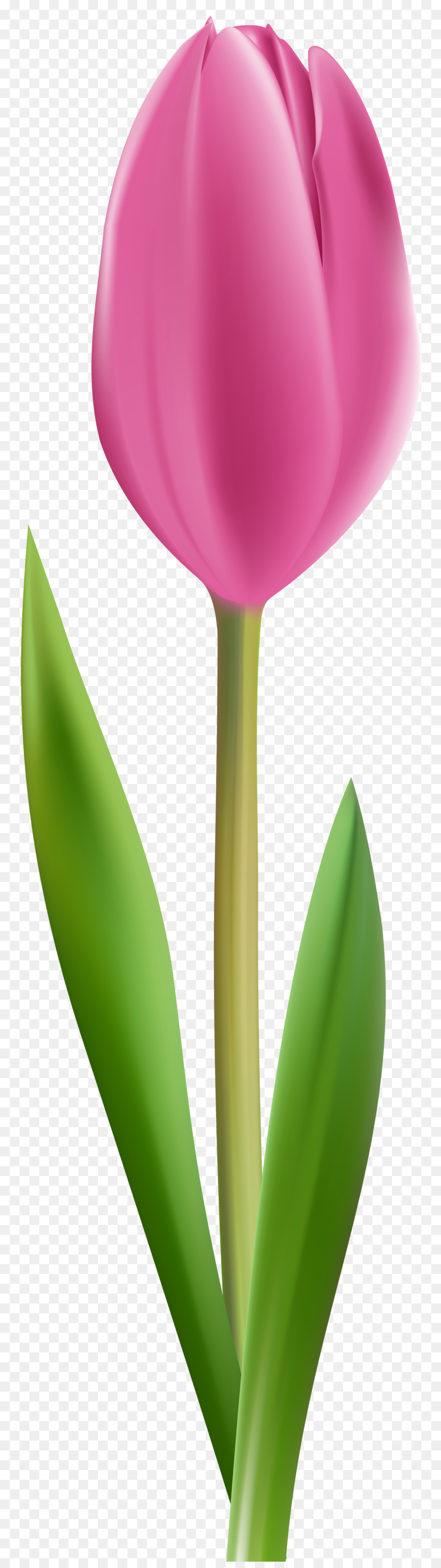 Tulipe Rouge，Tige PNG