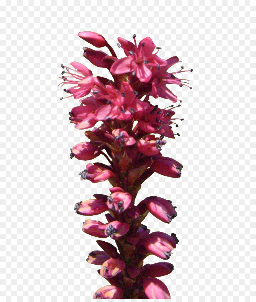 Fleur，Tige De La Plante PNG