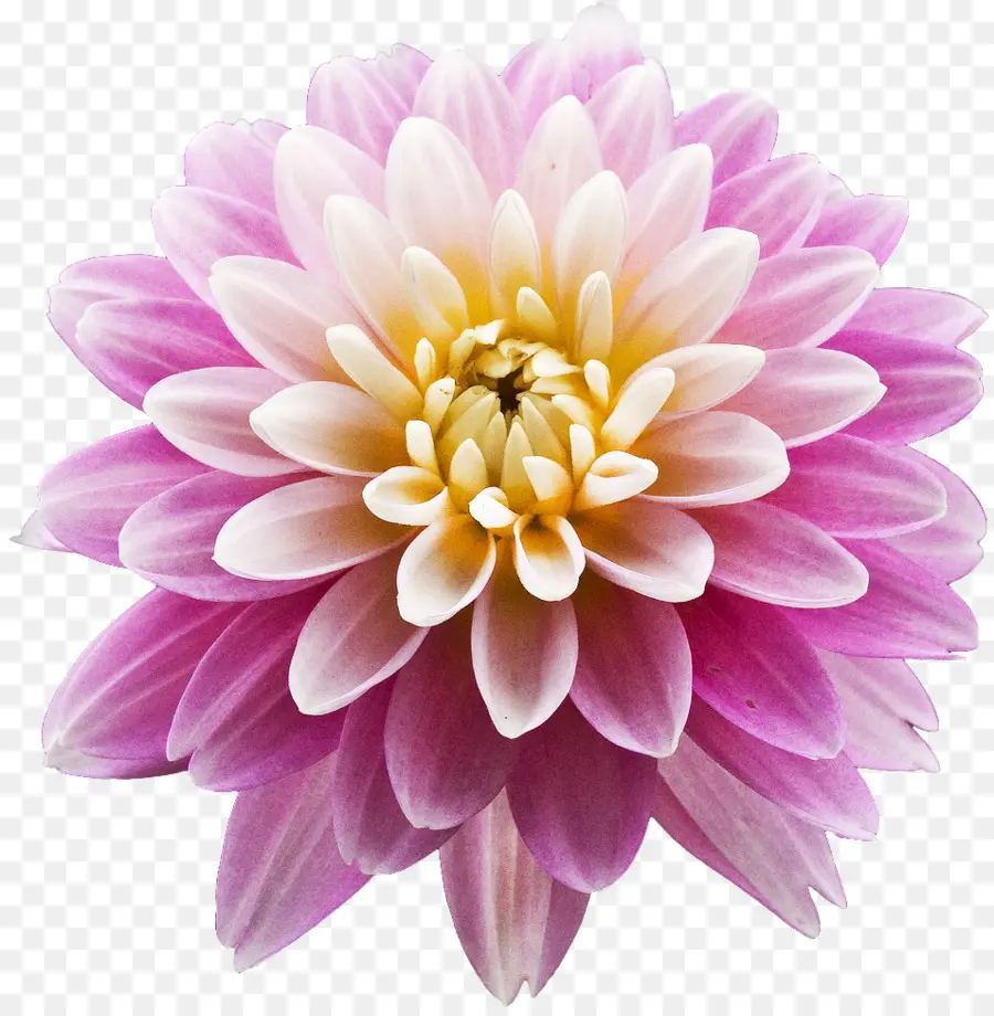 Dahlia，Fleur PNG