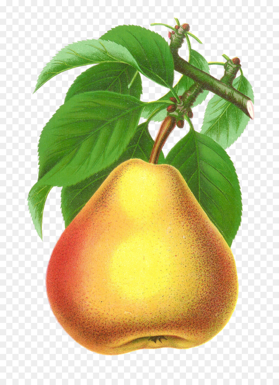 Poire，Arbre PNG