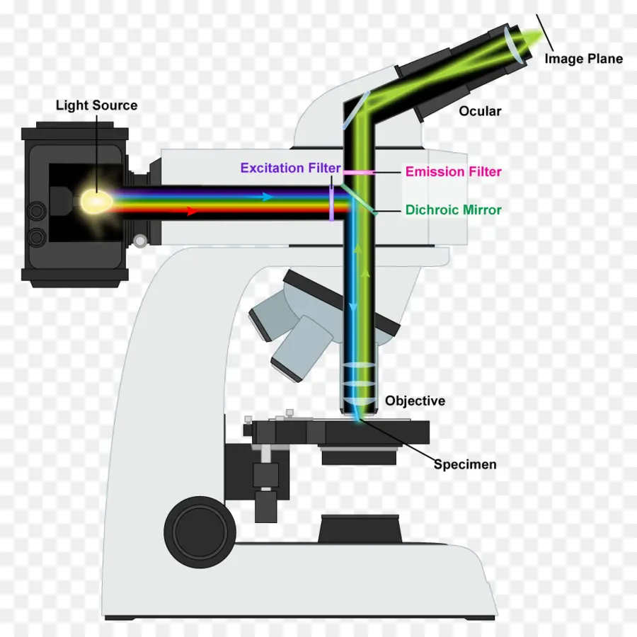 Microscope à Fluorescence，Source De Lumière PNG