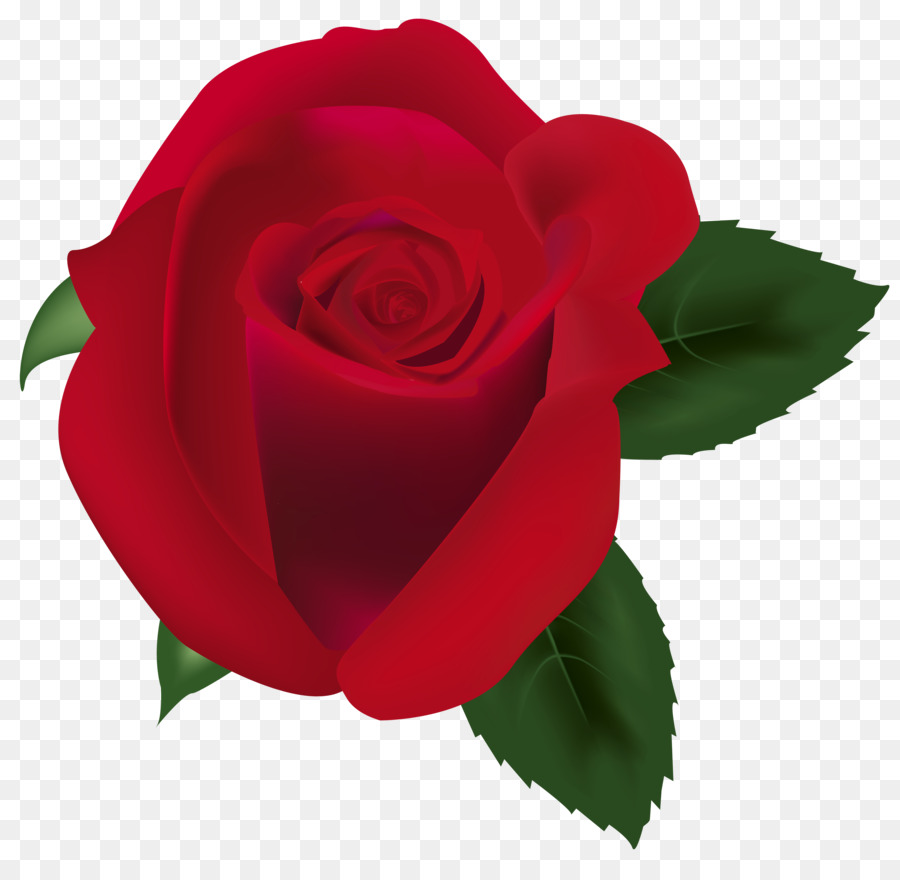 Roses，Floraison PNG