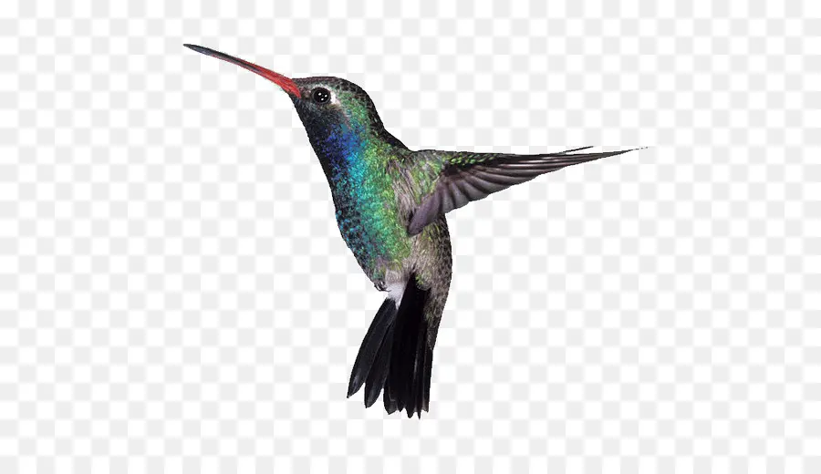 Colibri，Oiseau PNG