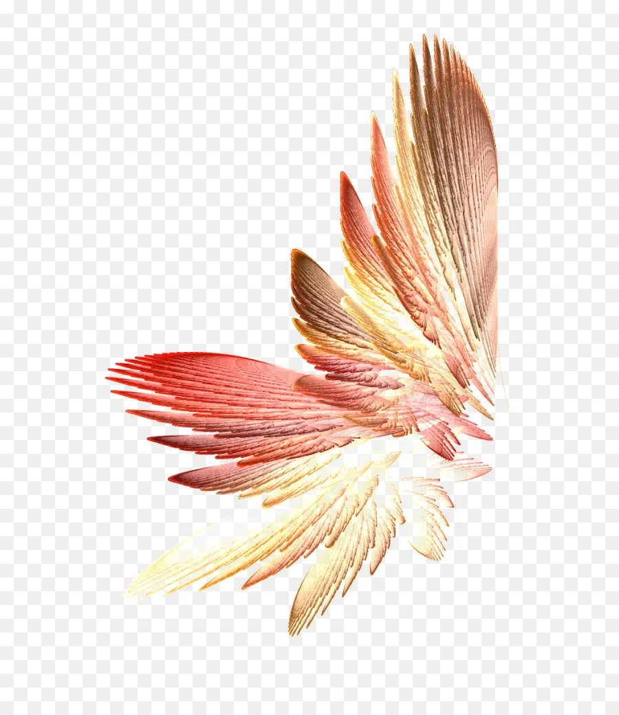 Ailes Colorées，Plumes PNG