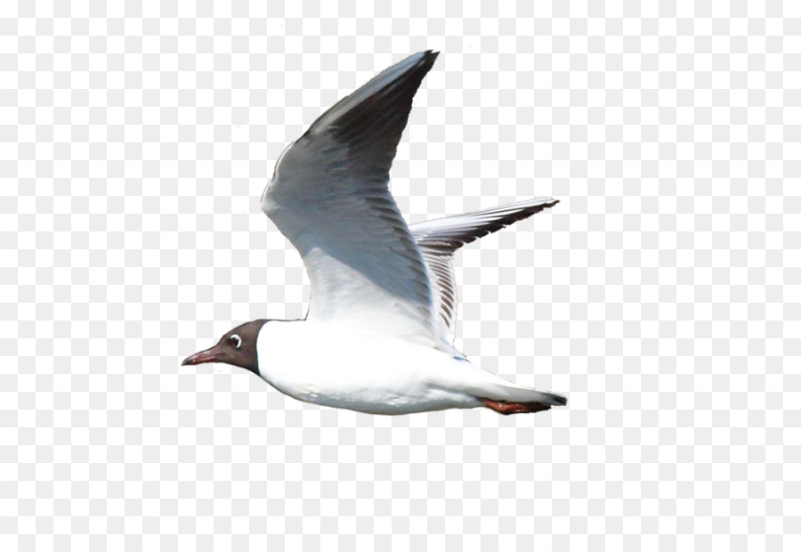 Mouette，Vol PNG