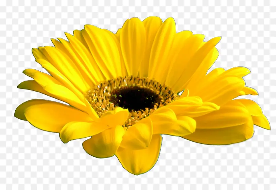 Tournesol，Jaune PNG