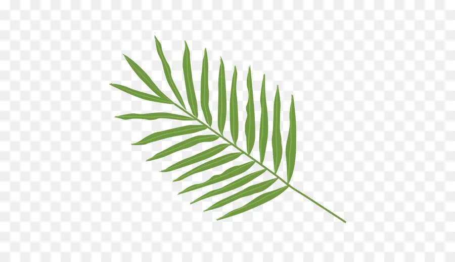 Palma，Feuille PNG