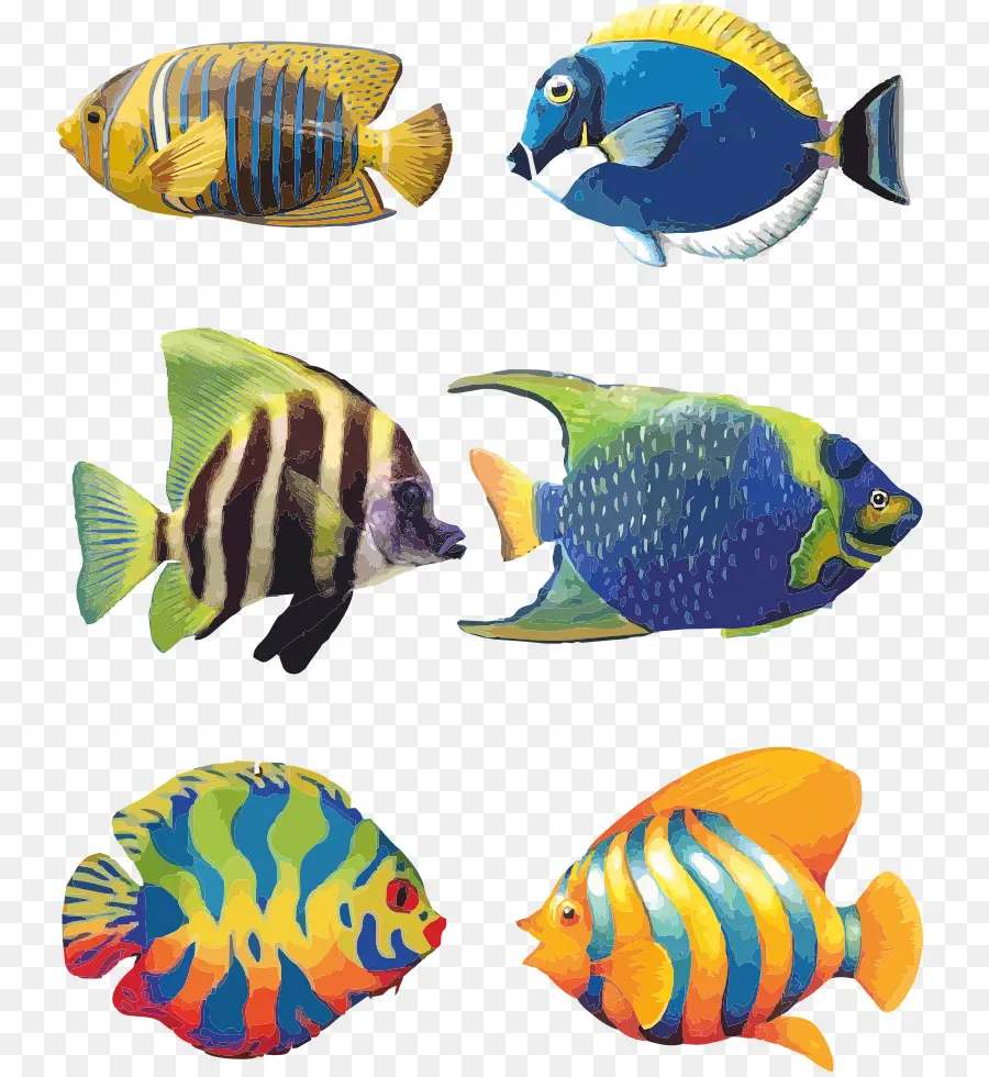 Koi，Les Poissons Anges PNG