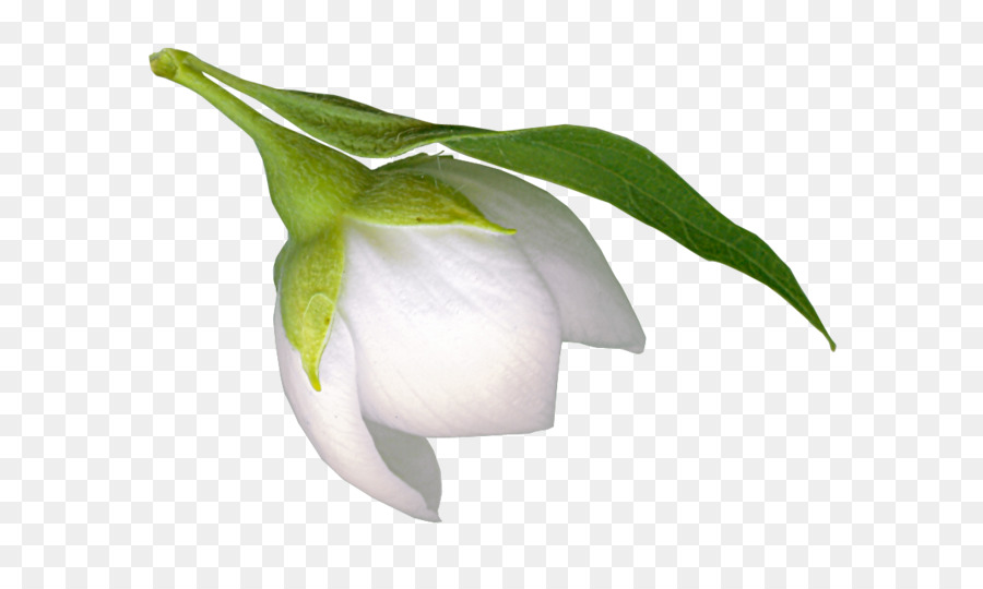 Fleur De Perce Neige，Usine PNG