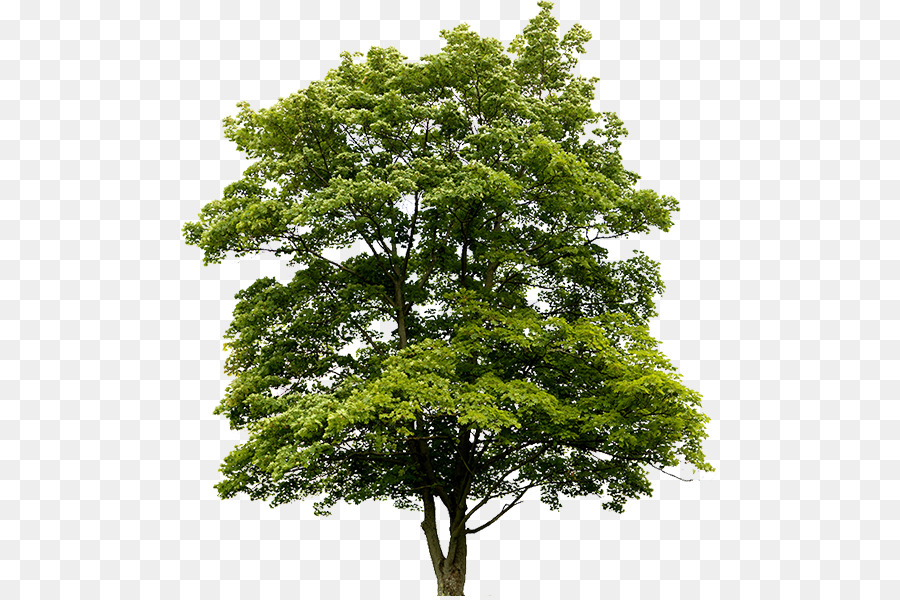 Arbre，Usine PNG