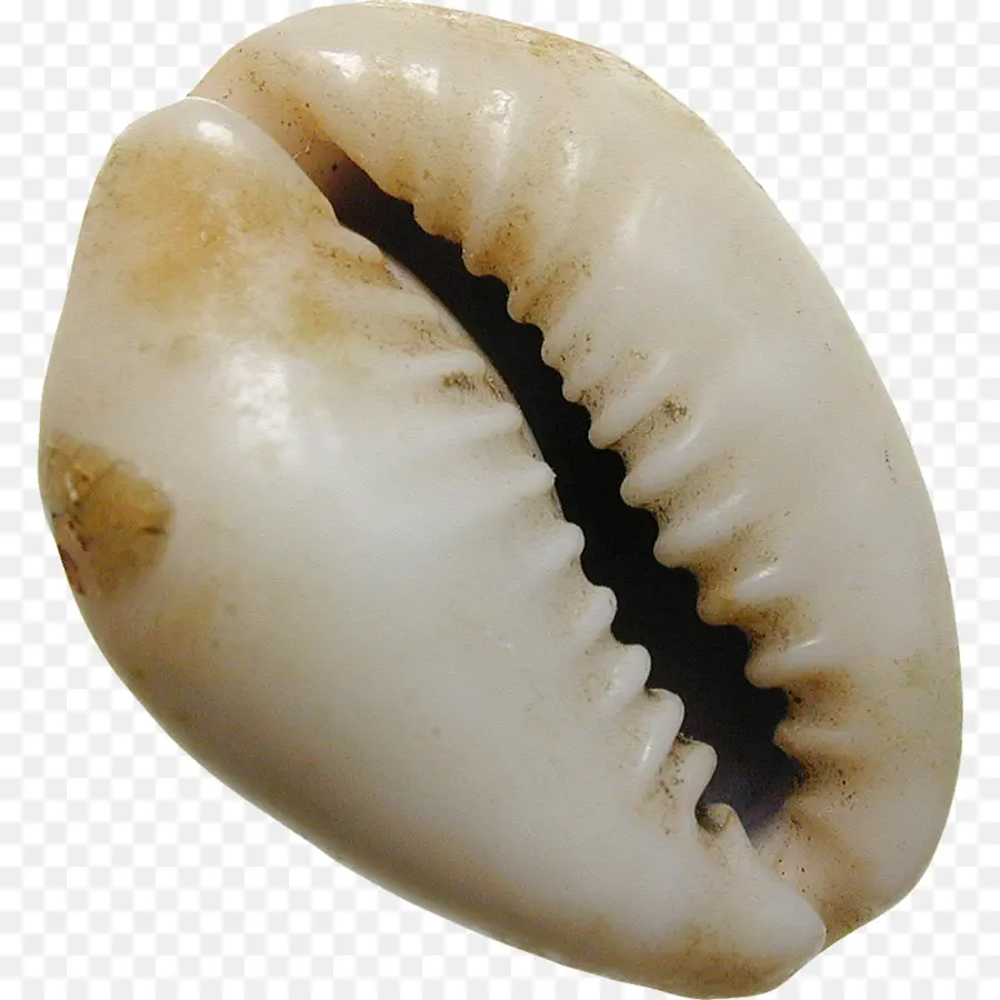 Coquille De Cauri，Mer PNG