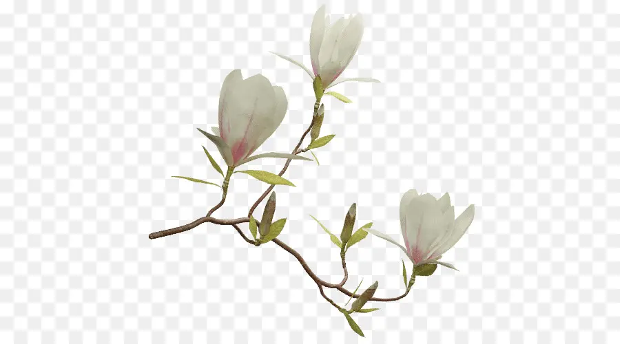 La Floraison De La Plante，Magnolia Chinois PNG