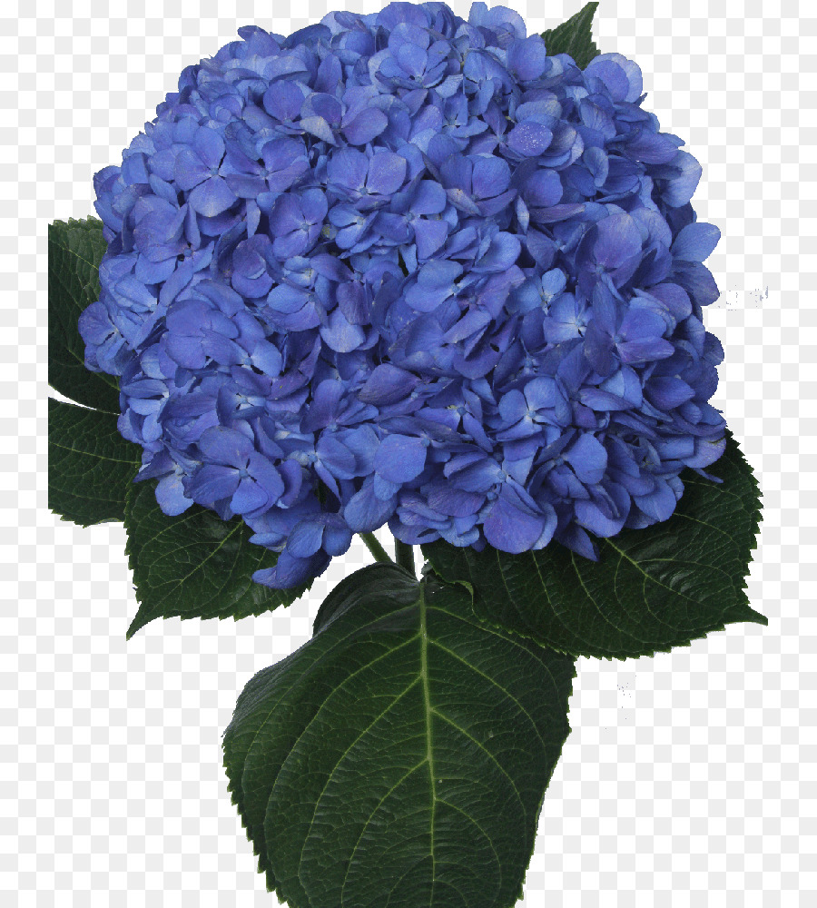 Hortensia，Bleu PNG