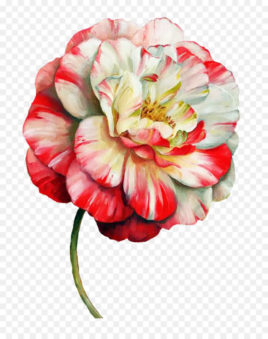 Fleur，Papier PNG