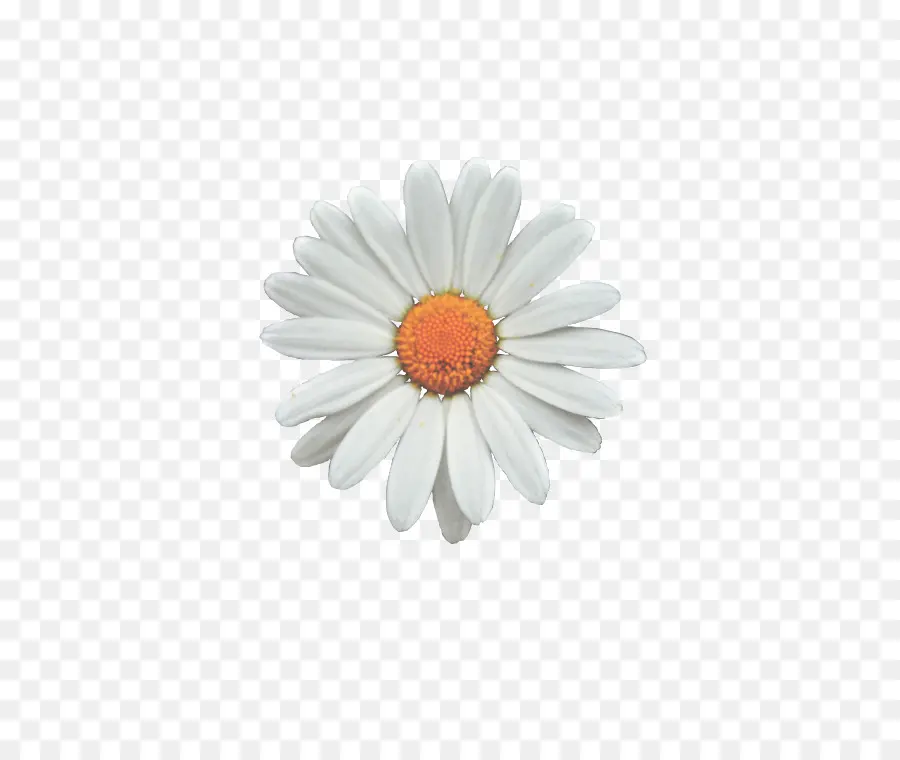 Marguerite Blanche，Blanc PNG