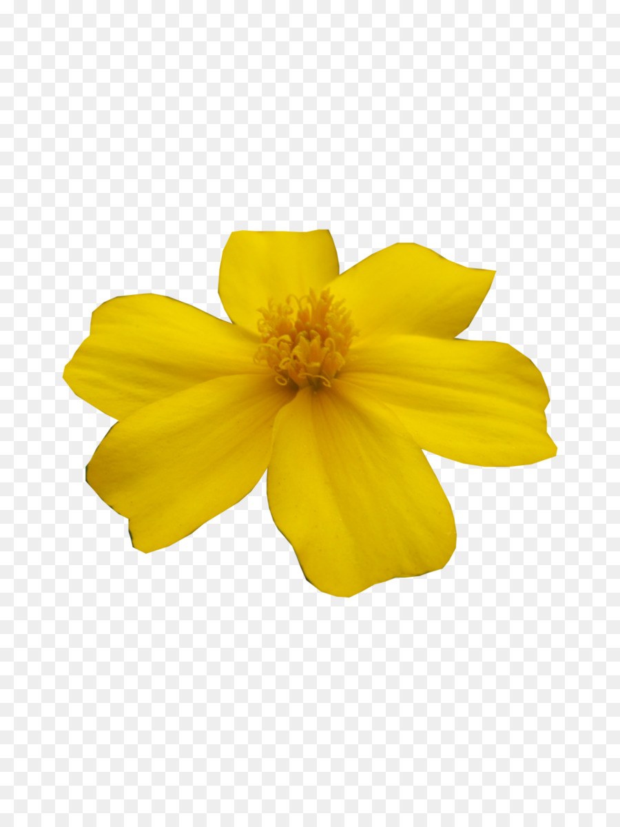 Fleur，Jaune PNG