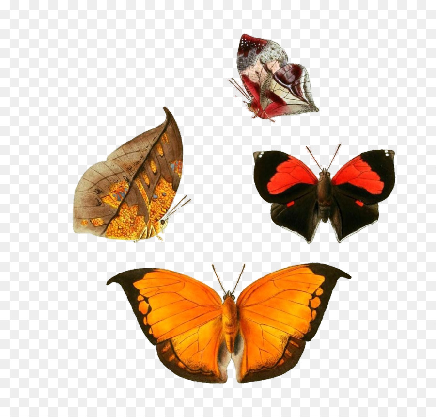 Papillon，Les Insectes PNG