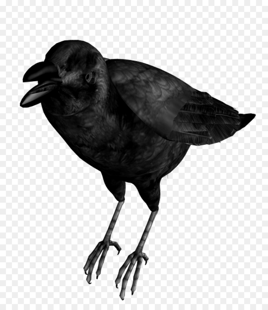 Le Grand Corbeau Oiseau Crow Png Le Grand Corbeau Oiseau Crow Transparentes Png Gratuit